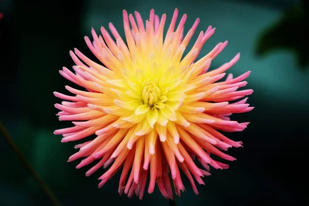 Cactus Dahlia Seeds - 50+ Mixed Color Pack - Dahlia pinnata - Non-GMO, USA Made, Vibrant Garden Flowers