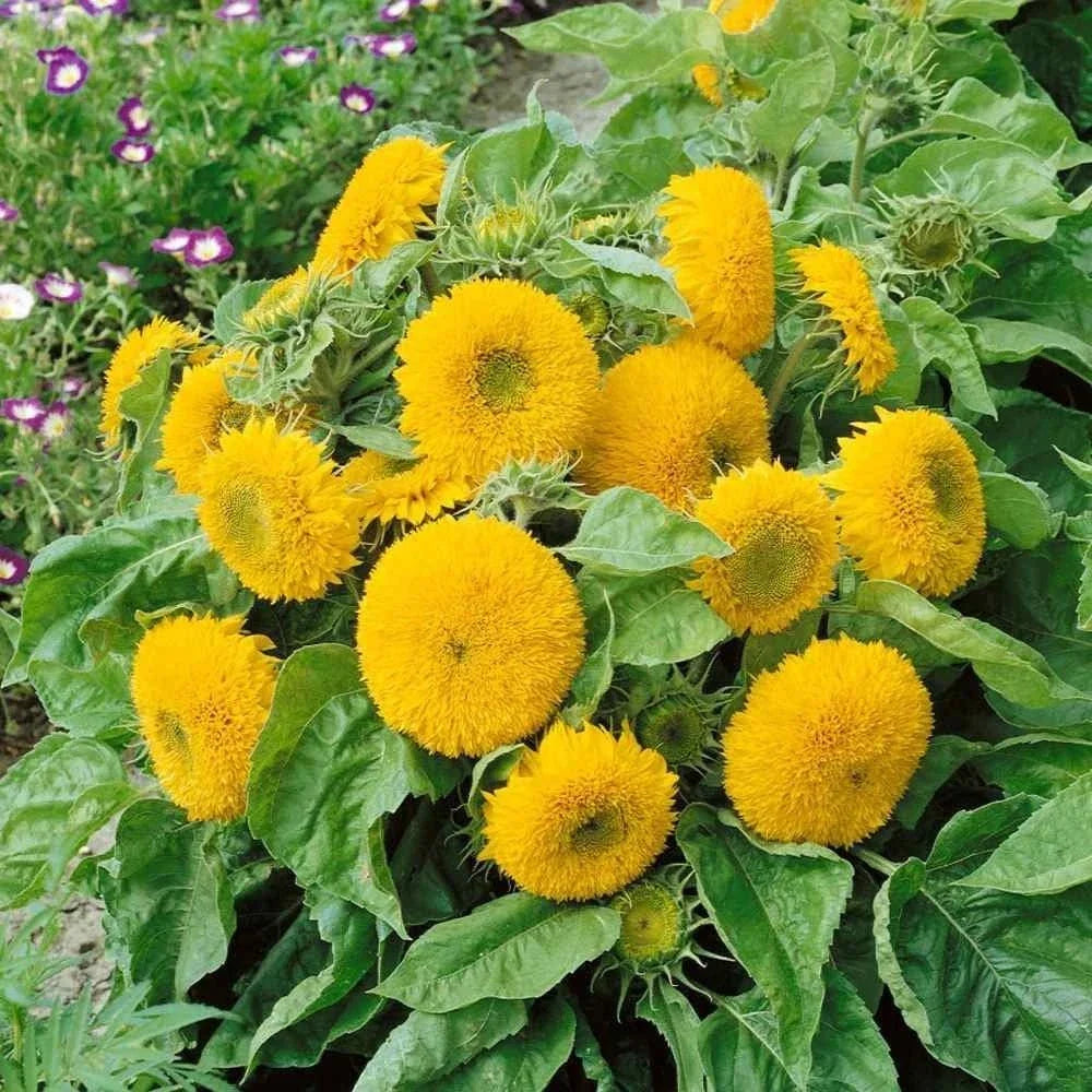 Double Dwarf Sunflower Seeds - 50+ Dwarf Teddy Bear - Helianthus annuus - Bright Yellow Blooms for Small Gardens & Containers