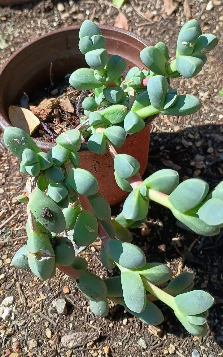Ice Plant Succulent 4-6 inch Live Rooted Corpuscularia lehmannii Green Foliage Drought-Resistant Low-Maintenance