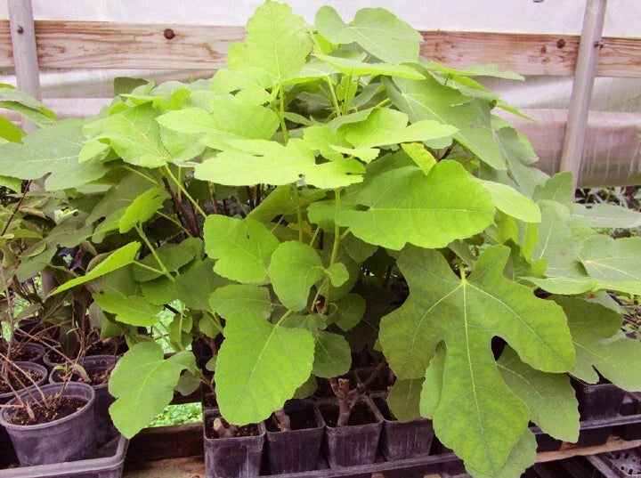 Brown Turkey Fig Live Rooted Plant - Ficus carica - Edible Fruit - Ideal for Home Gardens - 1-2 Feet Tall