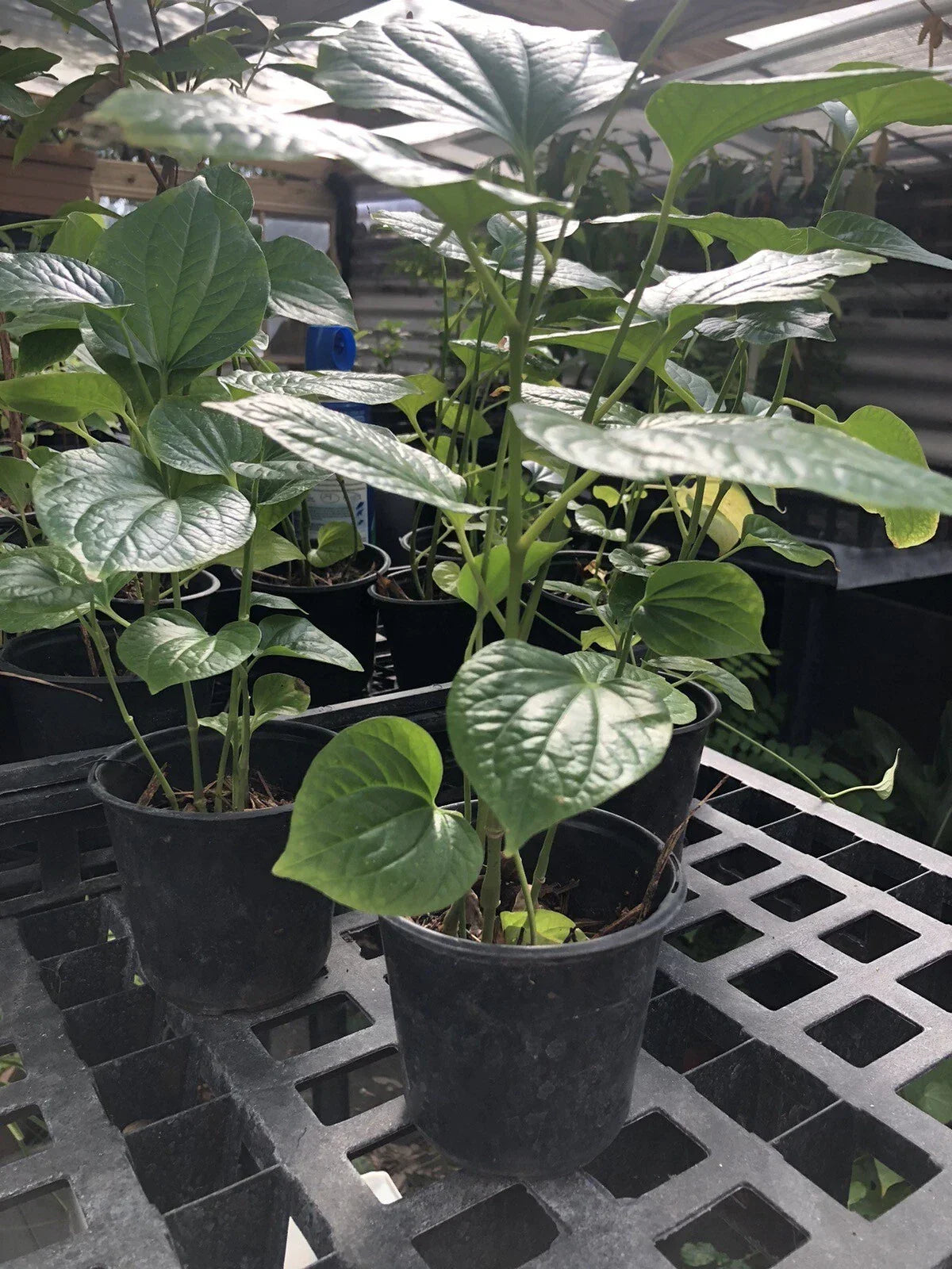 Well-Rooted Betel Leaf Plant - 1 Pot - Piper sarmentosum - Indoor/Outdoor Herb - Culinary & Decorative Use