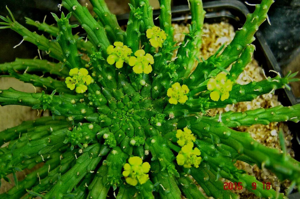 Euphorbia Flanaganii 'Caput-Medusae' Cutting - 6" Rare Succulent - Unique Medusa Plant - Amazing Bloomer - Indoor Houseplant