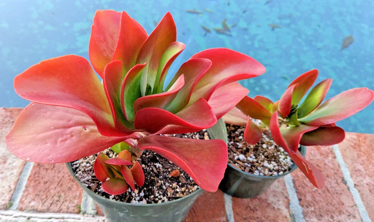 Kalanchoe Plant 5" Bright Red Leaves Rare Succulent Kalanchoe 'Dragonfire' Indoor Decor