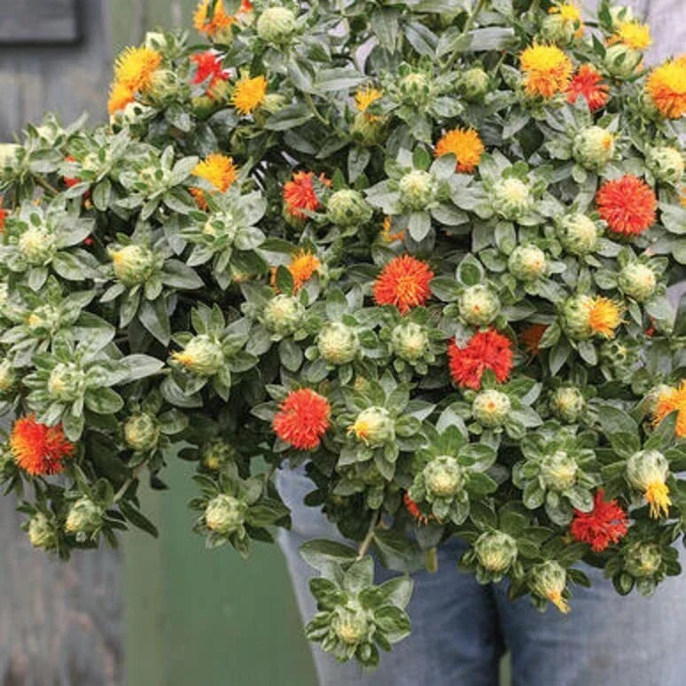 Zanzibar Safflower Flower Seeds - 30 Mixed Color Seeds (Carthamus tinctorius) for Vibrant Garden Blooms