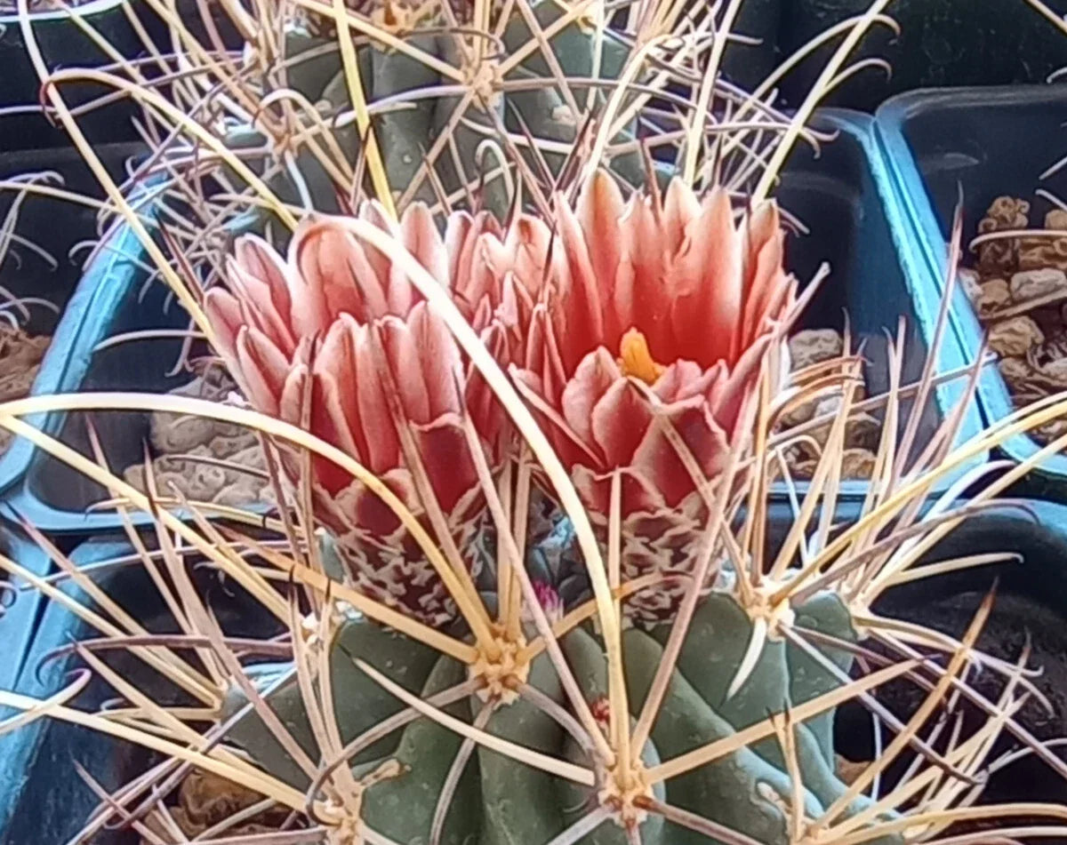 Sclerocactus wrightii Cactus Plant - Triple Heads with Long Hook Spines - Cold Hardy Succulent - 4-Inch Pot