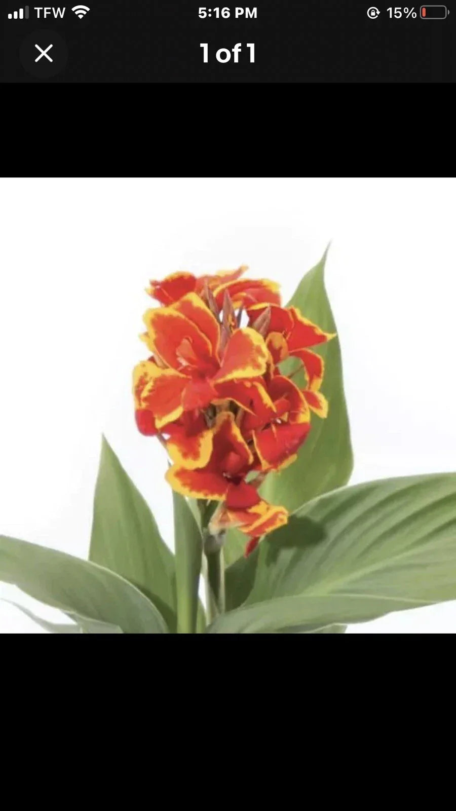 Canna Plant Live Plug 2.5 Inch Pot Cannova Red Gold Flame Canna indica - Vibrant Garden Addition for Sunny Locations