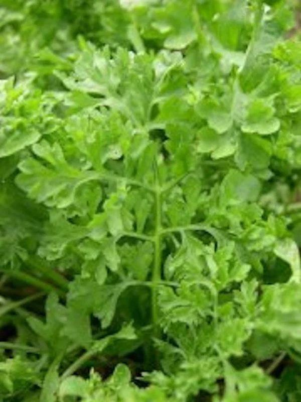 Curled Garden Cress Seeds - 3000 Non-GMO Heirloom - Lepidium sativum - Perfect for Salads & Garnishes - USA Seller