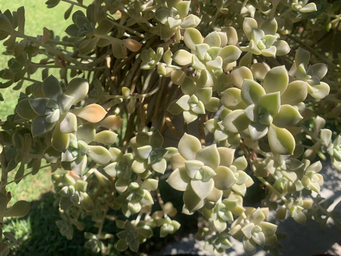 Live Succulents Cuttings - Ghost Plant Rosette - Graptopetalum paraguayense - Indoor Outdoor Garden Decor