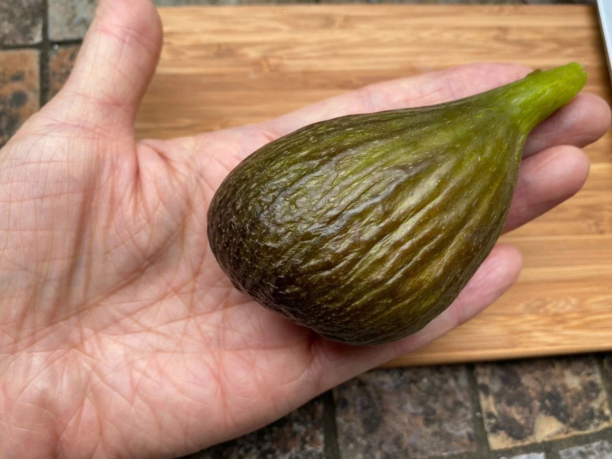 Fig Cuttings 2 Pack Violetta 2 Cold Hardy Ficus carica Propagation
