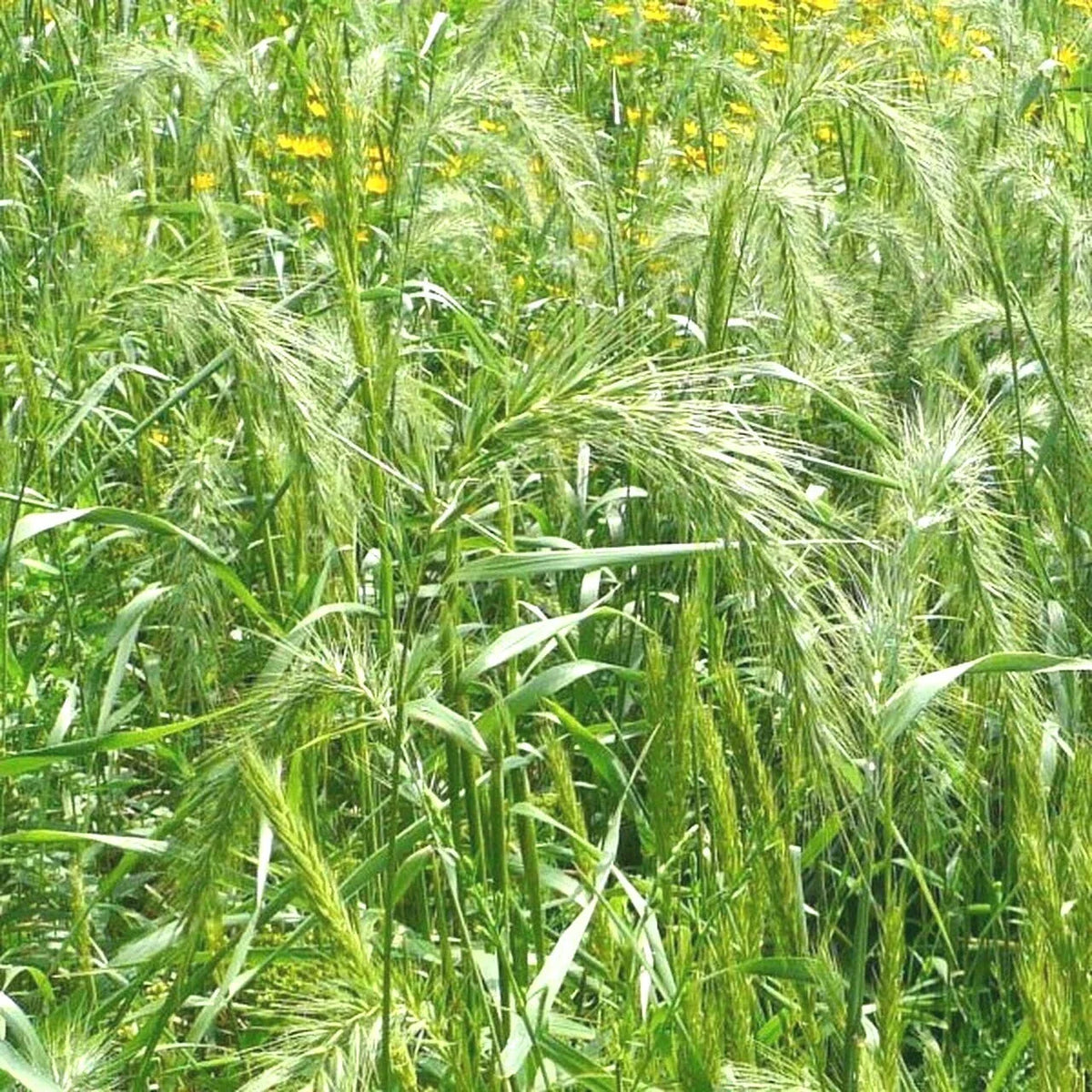 Virginia Eastern Wild Rye Grass Seeds - 500+ Count - Elymus virginicus - Native Prairie Bunchgrass for Erosion Control & Biodiversity