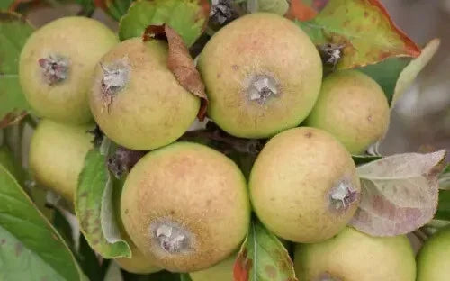 Medaille d'Or Apple Seeds - 25+ Premium Heirloom Seeds for Garden Planting - Malus domestica - Sweet Juicy Apples