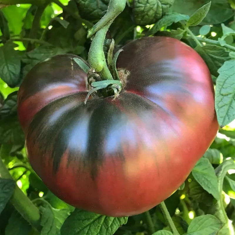 Cherokee Purple Tomato Seeds - 120+ Heirloom Non-GMO - Solanum lycopersicum - Purple Skinned, Flavorful Tomatoes