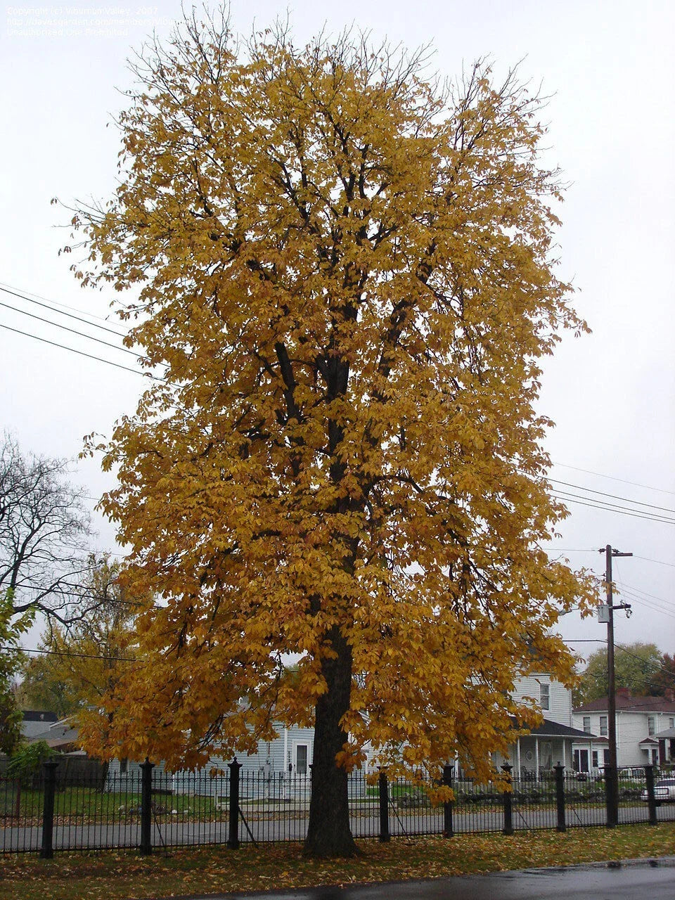 Yellow Buckeye Live Plant 16+ Inches Bare Root Aesculus flava Native Yellow Flowers Fall Color