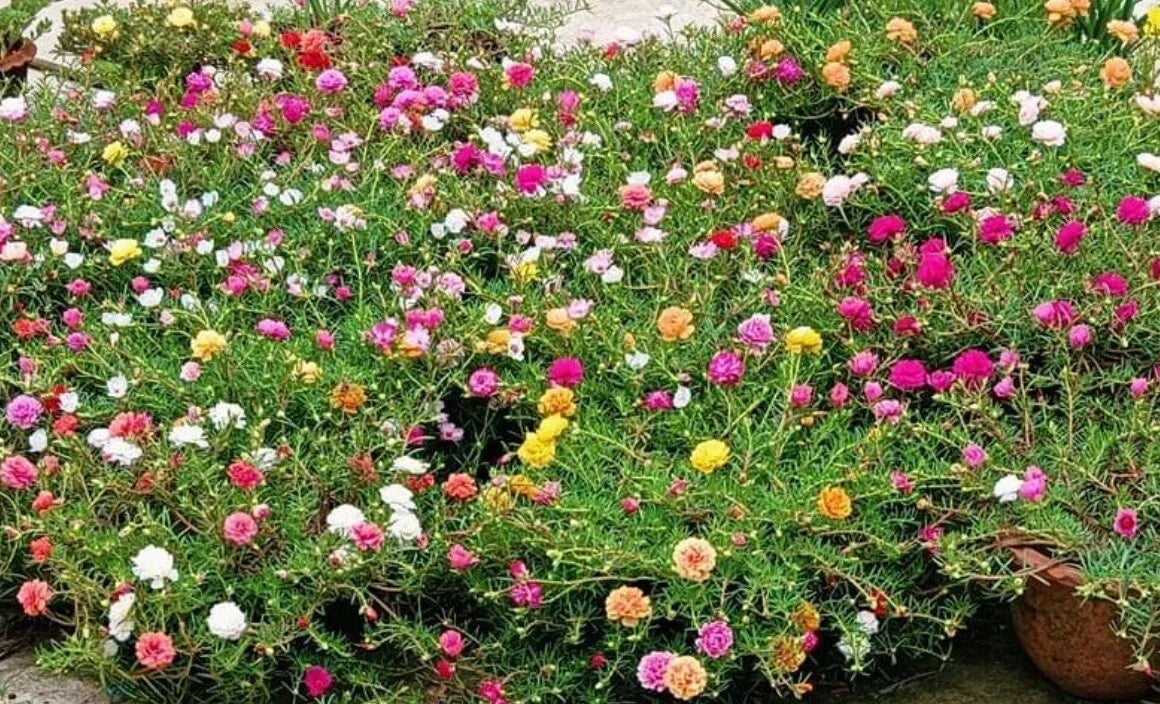 Mixed Moss Rose Seeds - 1000+ Seeds - Colorful Ground Cover - Portulaca Grandiflora - Drought-Tolerant Garden Plants