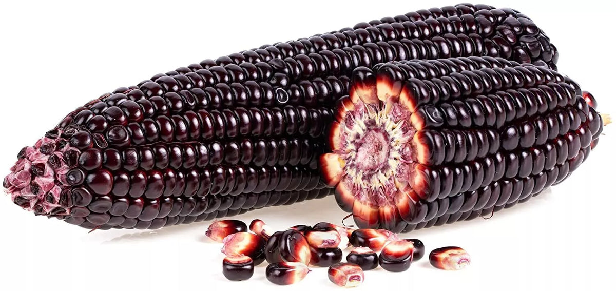50 Rare Purple Popcorn Seeds - Exotic Edible Corn, Heirloom Variety, Zea mays for Planting and Home Gardening
