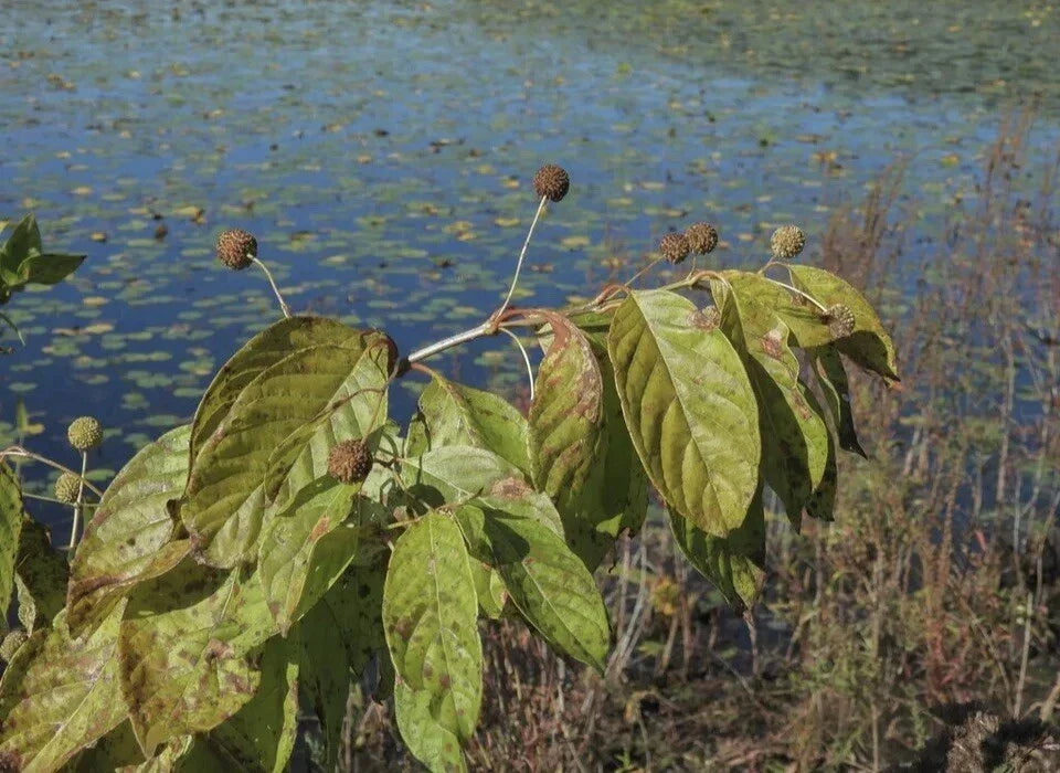 Buttonbush Seeds 200+ Non-GMO Wildlife Attracting Cephalanthus occidentalis for Wetland Gardens