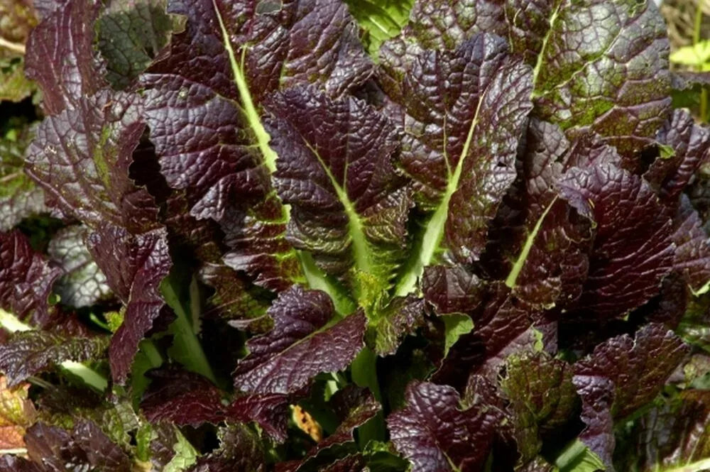 Giant Red Mustard Seeds 500+ Non-GMO Vegetable Garden Greens Brassica juncea - Vibrant Flavor for Home Gardens