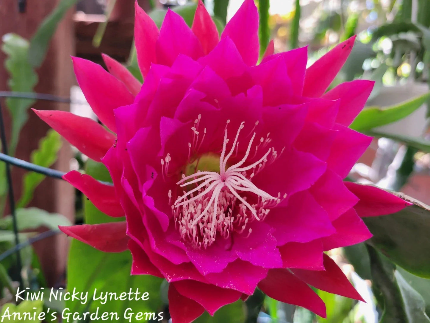 Unrooted Cuttings 8-10 Inches Kiwi Nicky Lynette Epiphyllum (Epiphyllum oxypetalum) Succulent for Propagation and Gardening
