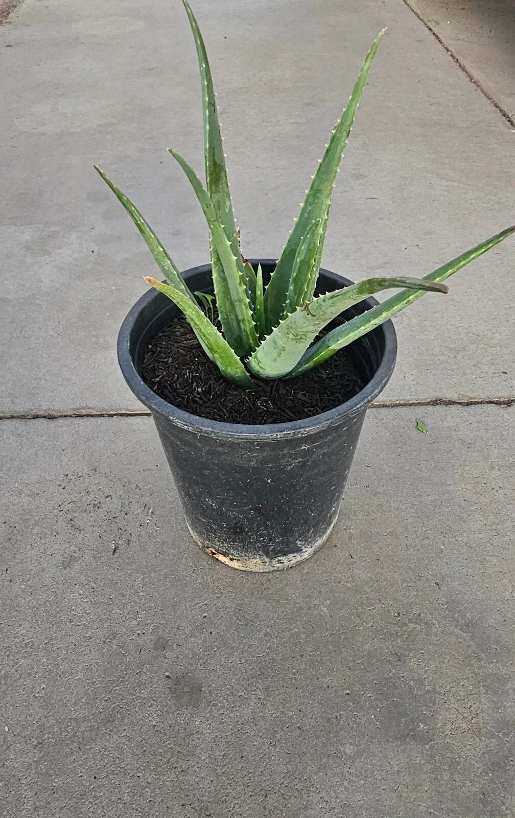 Aloe Vera Plant 5 Gallon Bare Root Healthy Live Plant (Aloe barbadensis miller) - Perfect for Home & Garden, Easy Care Succulent