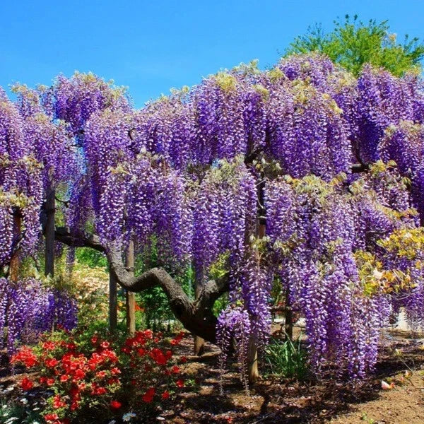 Blue Moon Wisteria Tree Starter Plant - 4-Inch Pot, Macrostachys Variety, Fragrant Blue Blooms, Wisteria macrostachys