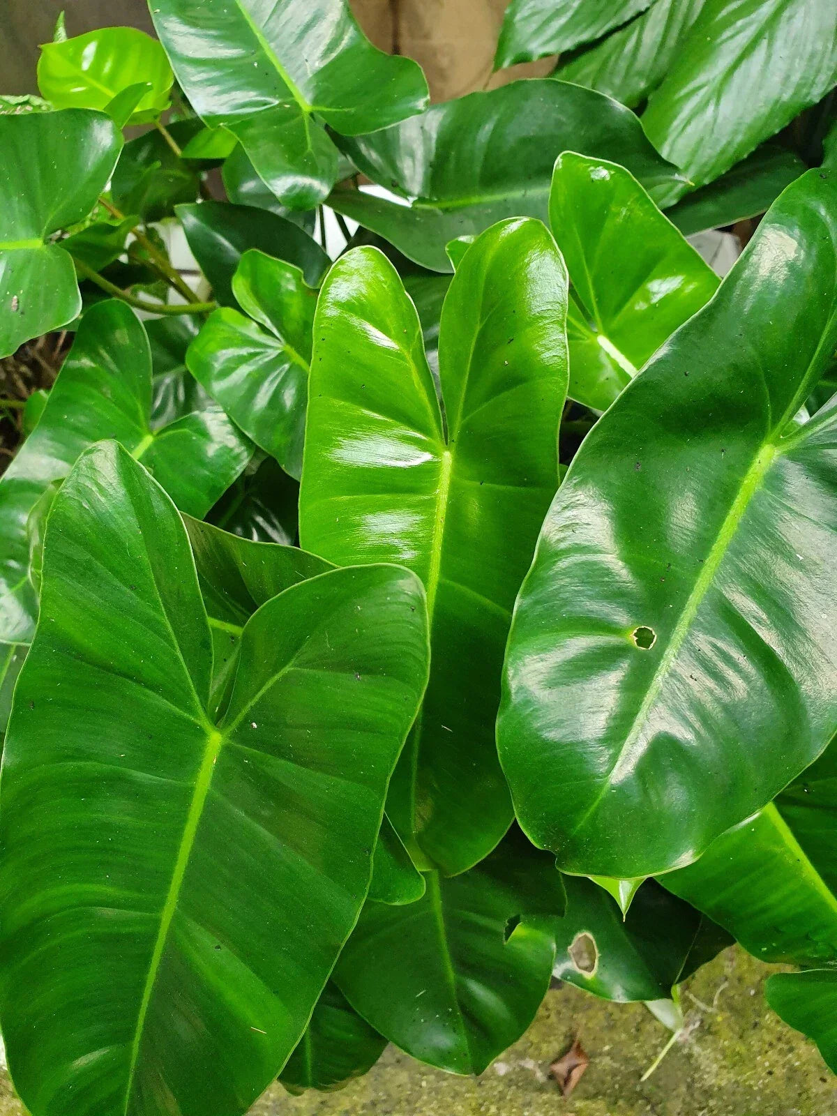 Philodendron Cutting 5-7" Tall Burle Marx Easy to Grow Plant (Philodendron 'Burle Marx') - Tropical Indoor Houseplant