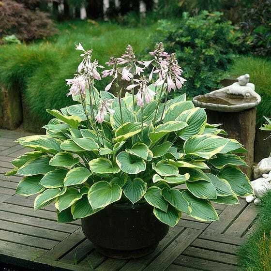 Giant Elephant Ears Hosta Plant, Large Fully Rooted, Hosta 'Empress Wu', Tropical Foliage for Shade Gardens