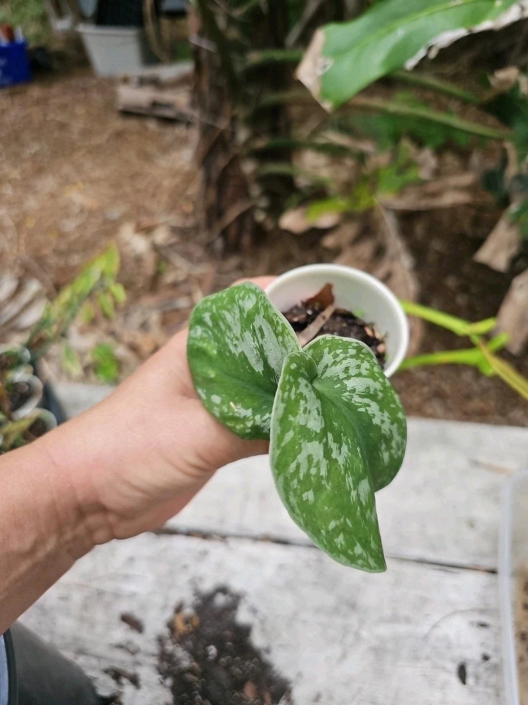 LIVE Scindapsus Exotica Vine Houseplant in 2.5" Pot - Variegated Indoor Plant for Home Decor - Scindapsus aureus