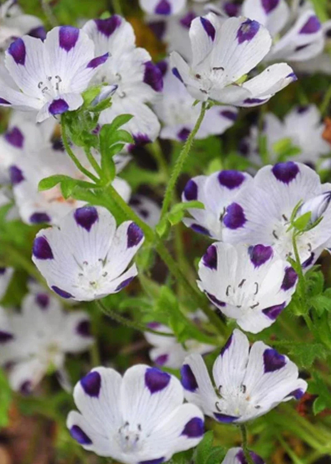 Five Spot Flower Seeds - 100+ Organic Nemophila menziesii - Blue with White Spots - Easy to Grow Wildflower Seeds