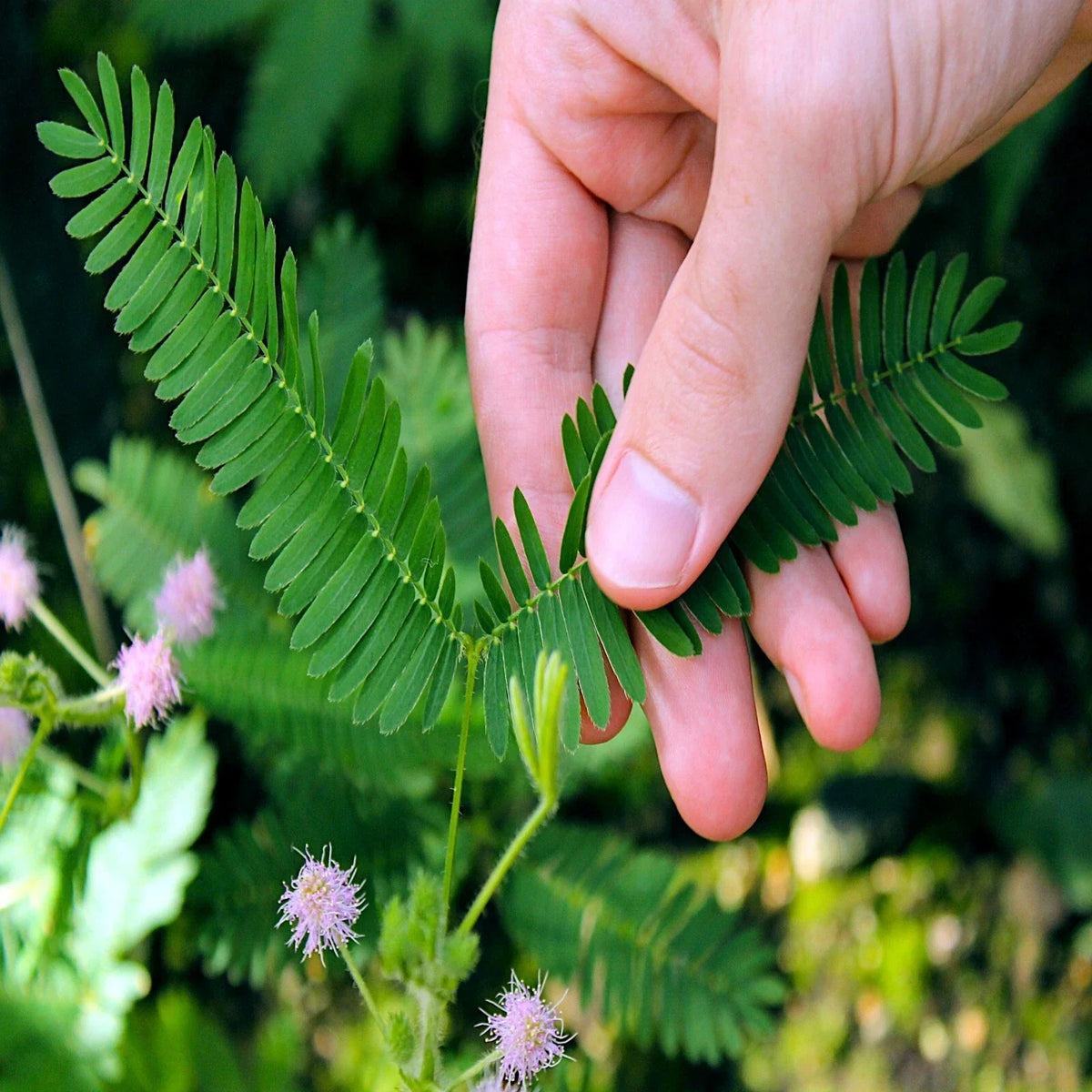 Sensitive Plant Seeds - Dwarf Mimosa Pudica - Unique Touch-Sensitive Indoor Flowering Tree Seeds for Gardening