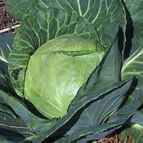 Late Flat Dutch Cabbage Seeds - 400+ Heirloom NON-GMO - Brassica oleracea var. capitata for Home Garden