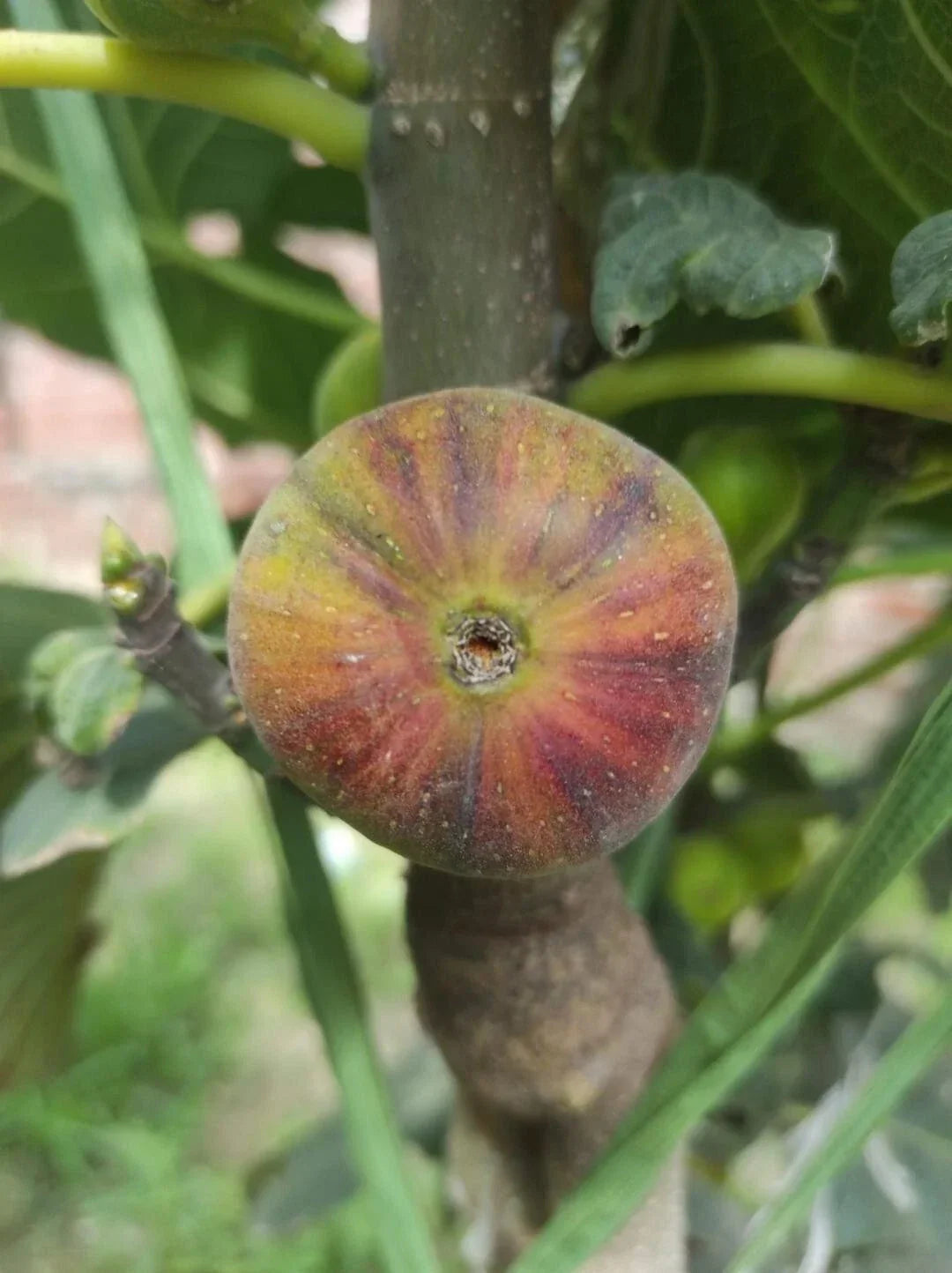 Rare Fig Cutting - 1 Fresh Cutting - Martinenca Rimada - Ficus carica - Unique Variegated Foliage for Propagation
