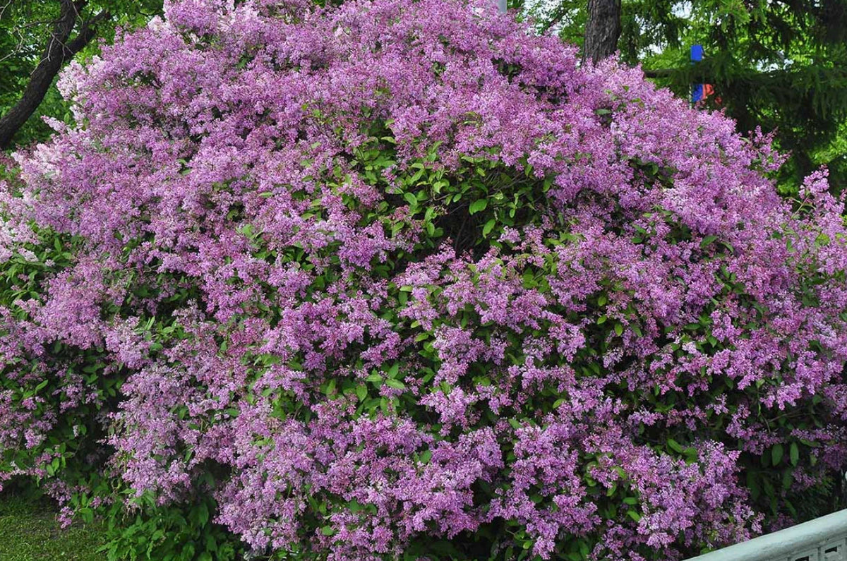 Old Fashion Lilac Bush - 9-14" Tall - Fragrant Purple Blooms - Syringa vulgaris - 5" Deep Pot - Perfect for Gardens & Patios