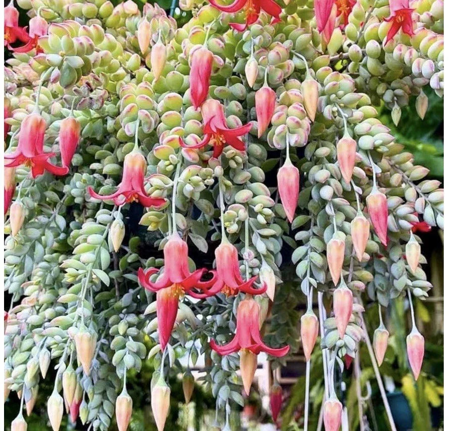 Cotyledon Pendens Succulent Plant, Pink Flowers, Bare Root, Unique Indoor Decor, Drought-Tolerant, Crassulaceae