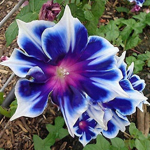 Morning Glory Seeds 100pcs Pack - Climbing Perennial Flowers for Garden, Ipomoea spp. - Vibrant Colorful Blooms