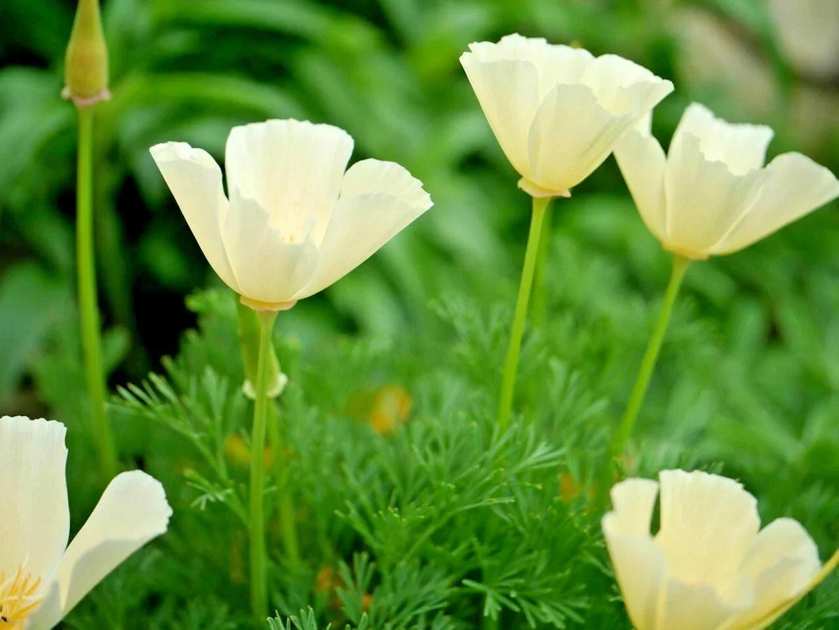 500+ White California Poppy Seeds, Native Wildflower for Garden or Container, Eschscholzia californica, Easy to Grow