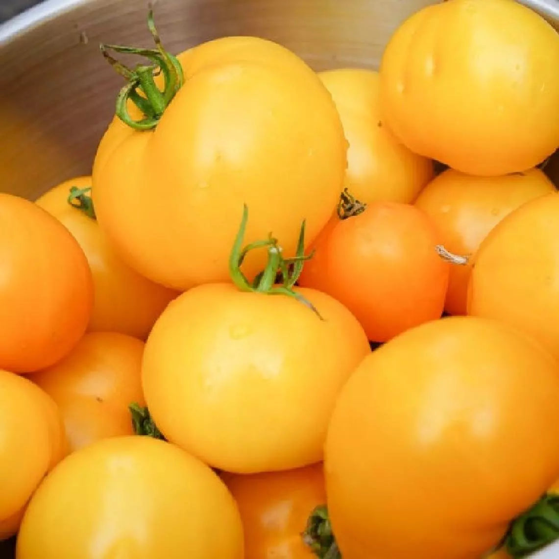 Golden Jubilee Tomato Seeds 100 Ct Heirloom Non-GMO Vegetable Seeds Solanum lycopersicum for Home Gardening