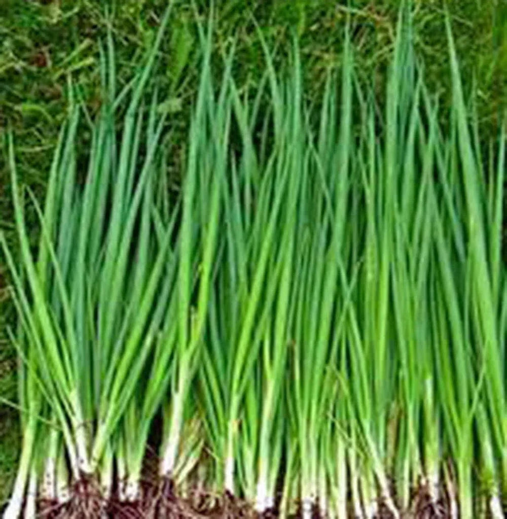 Onion Seeds, 100+ Seeds, Tokyo Long White Heirloom Variety, Allium fistulosum, Ideal for Salads & Cooking