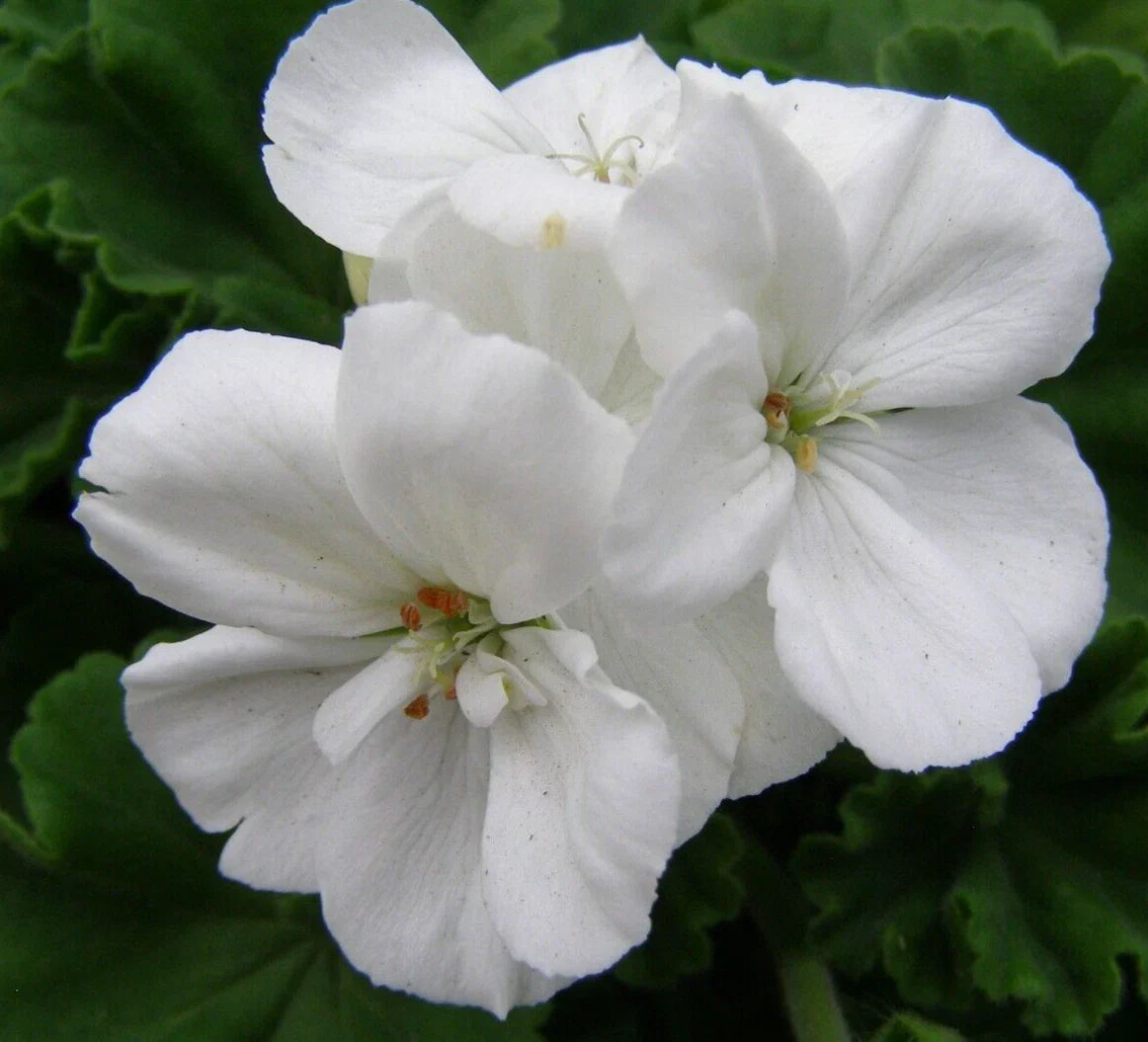 Geranium Cuttings 6" White Flowers Pelargonium Zonal Unrooted Live Plants - Broadleaf Evergreen 3 Pack