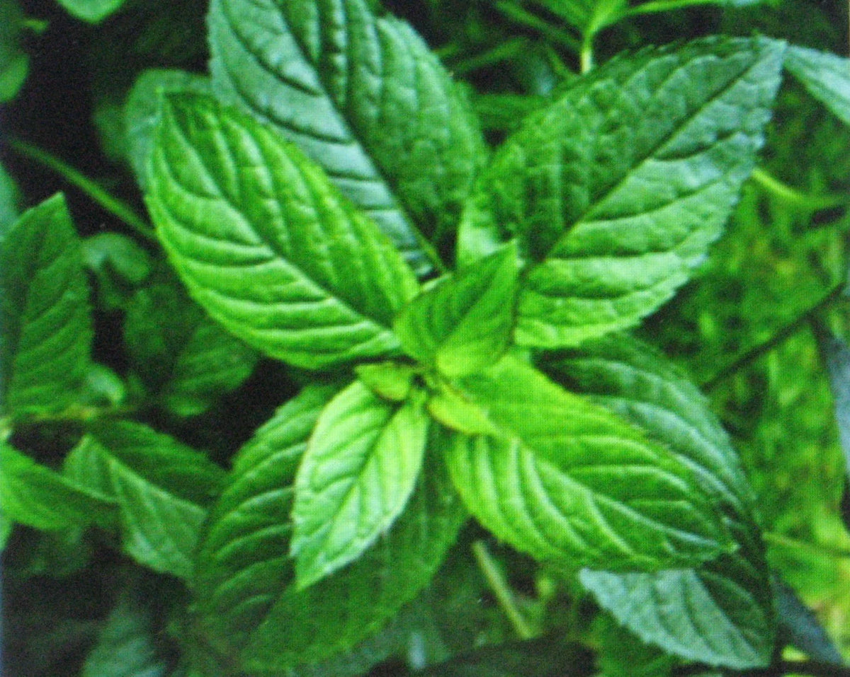 Bulk Peppermint Seeds 1000 Count Medicinal Herb Mentha × piperita for Culinary Seasoning and Herbal Teas