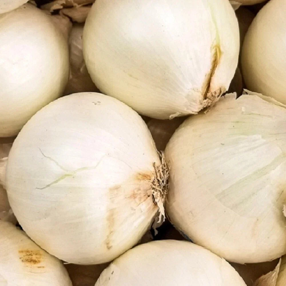 Early White Grano Onion Seeds | NON-GMO Heirloom | Allium cepa | Sweet Globe-Shaped Onions for Garden Culinary Use