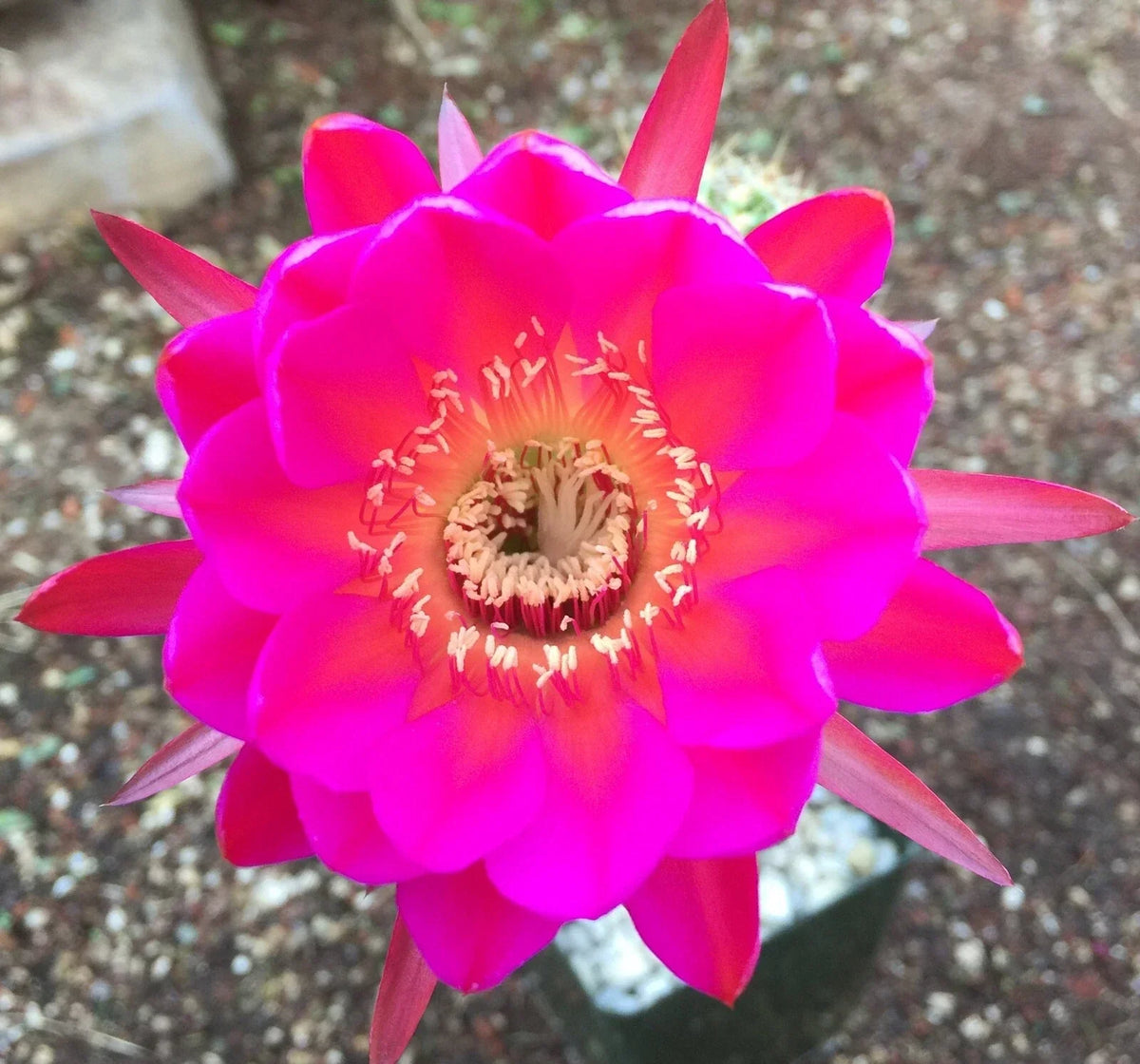 Echinopsis Schick Scheherazade Cactus Unrooted Buds in 2" Pot - Expert Variety for Collectors - Unique Hybrid Plant