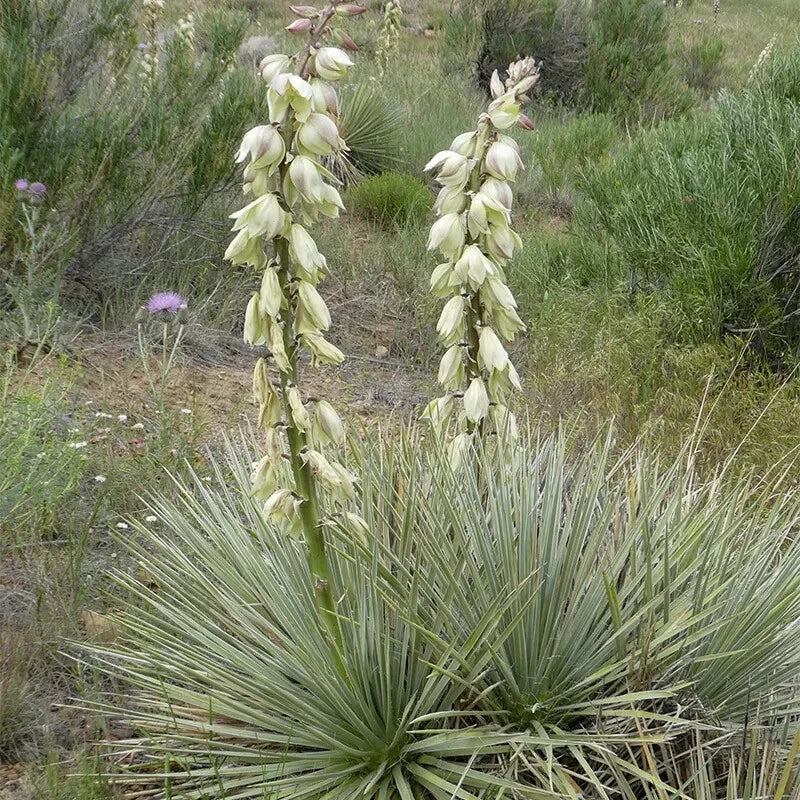 25 Seeds Soapweed Yucca Glauca White Flower Native Perennial Plant Drought-Resistant Yucca for Gardens and Landscapes