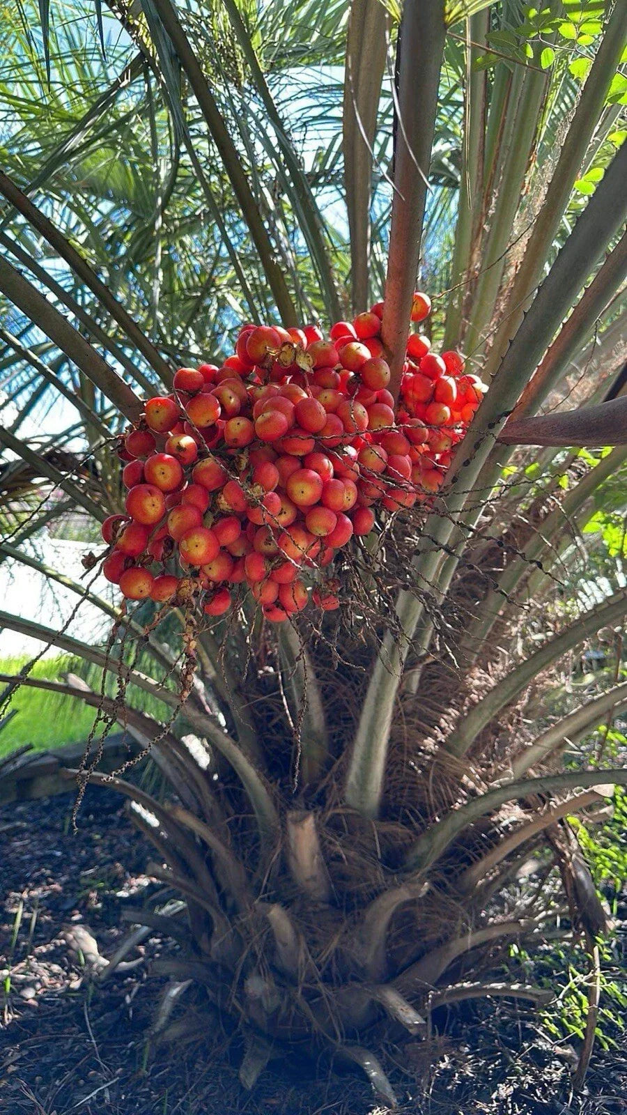 Pindo Palm Sapling 6-12in Jelly Palm Butia capitata Tropical Indoor/Outdoor Plant Drought Resistant Low Maintenance