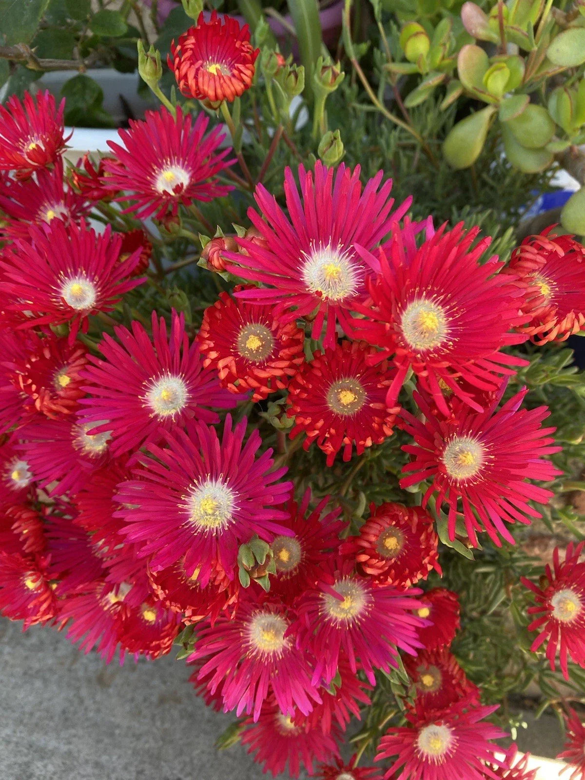 Jewel Of Desert Ruby Ice Plant Cuttings 12 Pack - Delosperma cooperi - Vibrant Succulent for Garden & Indoor Decor