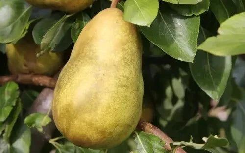 Gorham Pear Seeds - 25+ Seeds for Planting - Pyrus communis 'Gorham' - Non-GMO USA Origin - Free Shipping