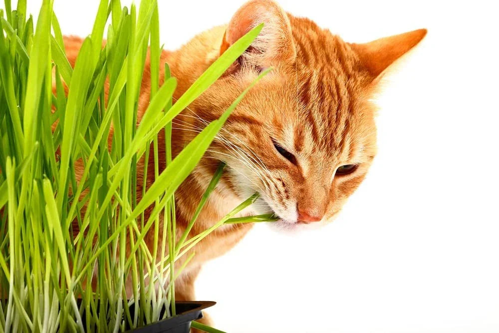 Cat Grass Seeds - 1,000 Seeds - Nutritious Treat for Cats - Triticum aestivum - Easy Indoor Planting