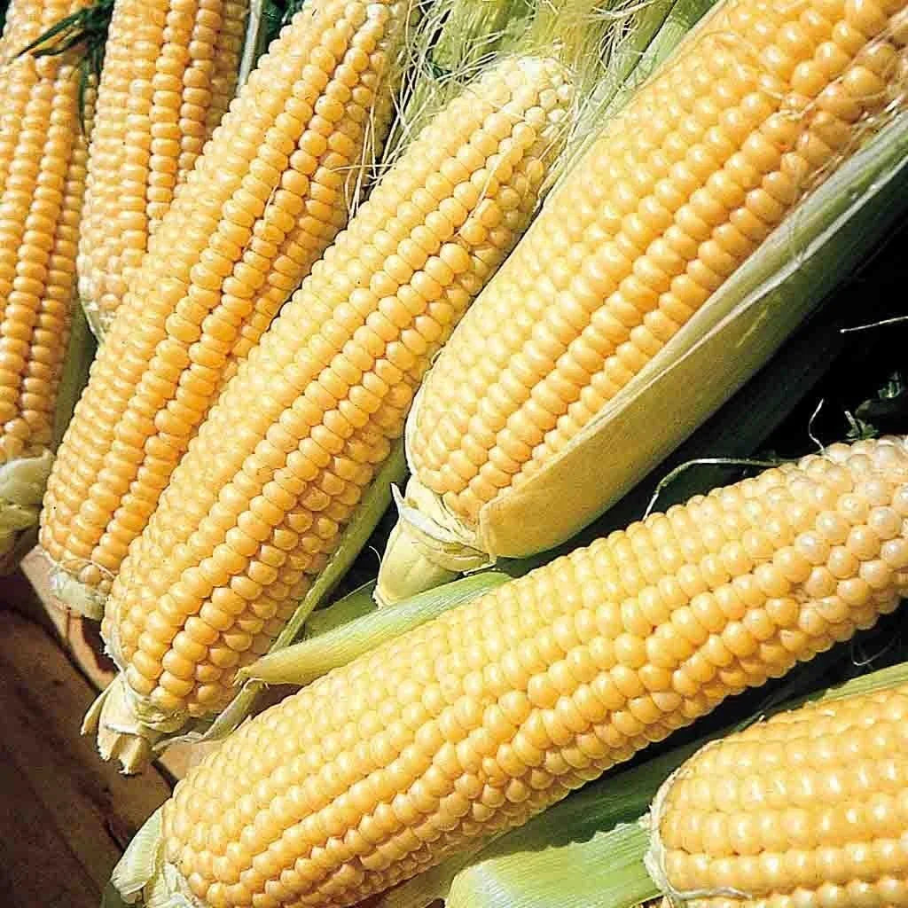 Kandy Korn Sweet Corn Seeds - 35+ Pack, Yellow Zea mays, Sugary-Enhanced Hybrid for Tender Kernels, 80 Days to Maturity