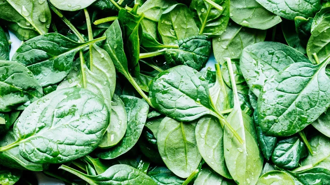 Spinach Seeds - 10 Pack - Non-GMO Spinacia oleracea - Fast-Growing Greens for Home Garden