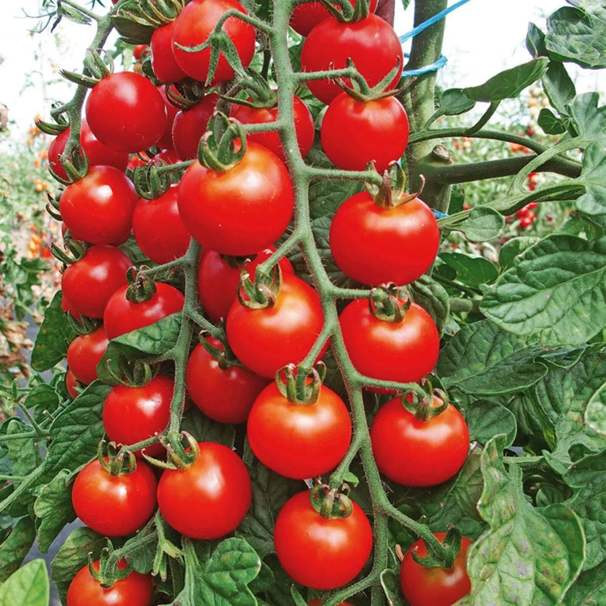 Cherry Tomato Seeds - 200+ Heirloom Super Sweet Non-GMO - Solanum lycopersicum - Organic for Home Gardening