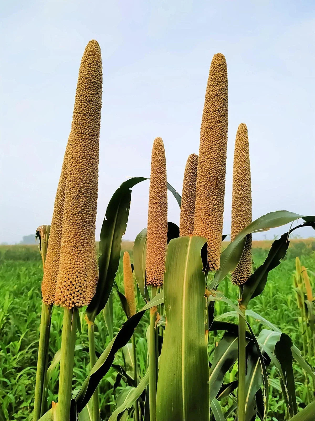 Pearl Millet Grass Seeds - Pennisetum glaucum - Drought-Resistant Ornamental Grass - Easy to Grow Garden Seeds